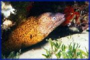 moray eel